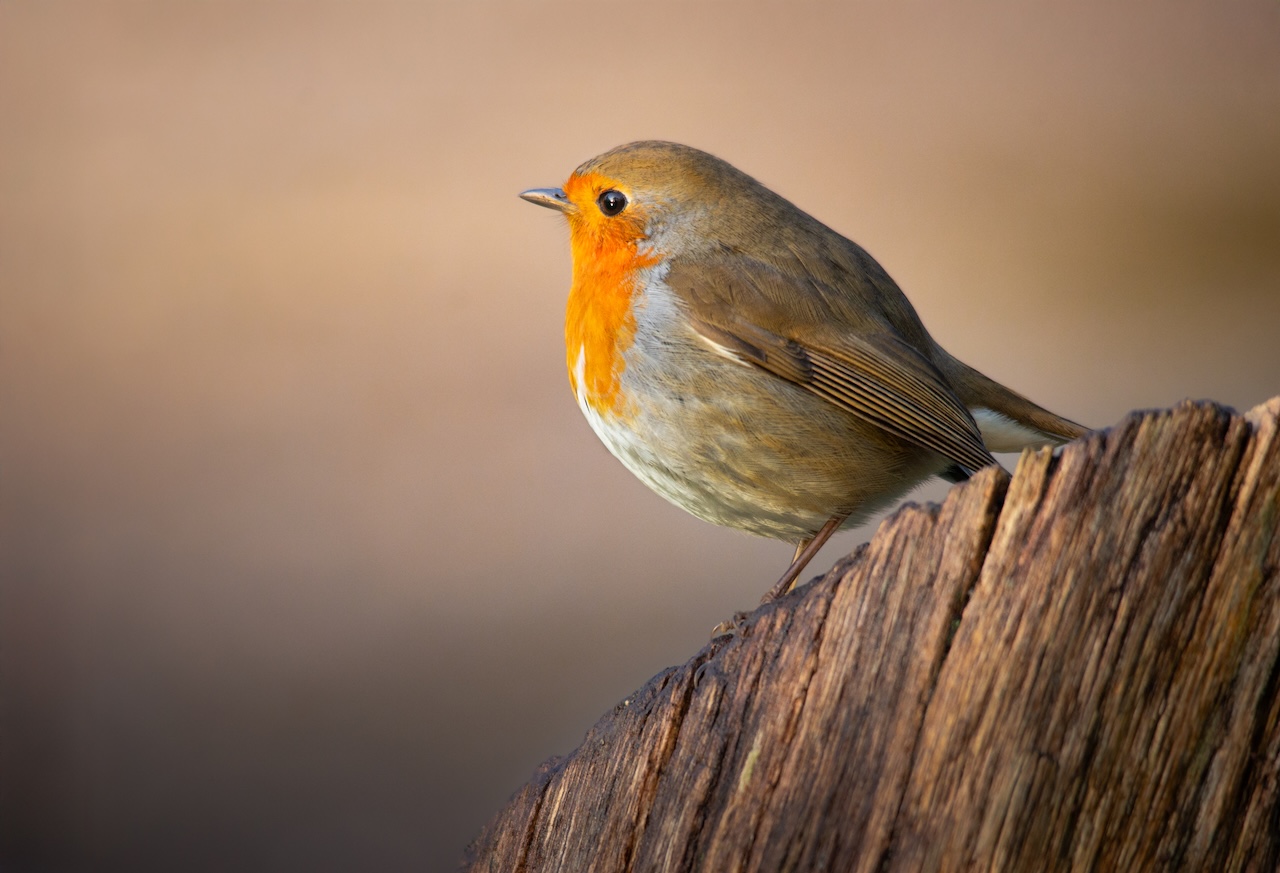 Roodborst door Jelger Dijkgraaf